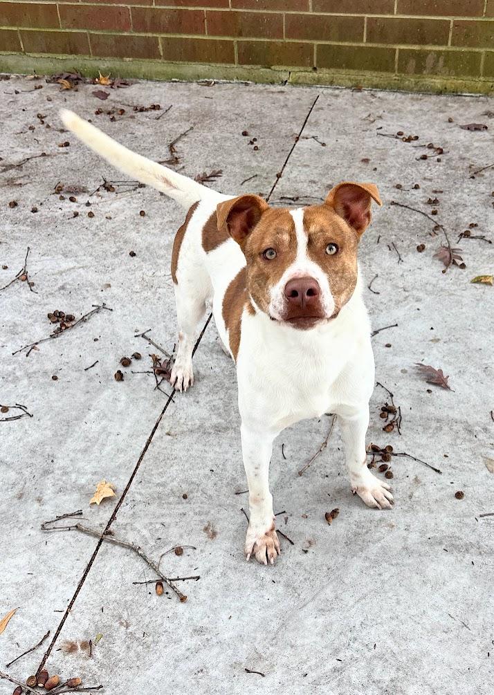 Harvey (25-D0433), Adoptable, Young Male Mixed Breed.