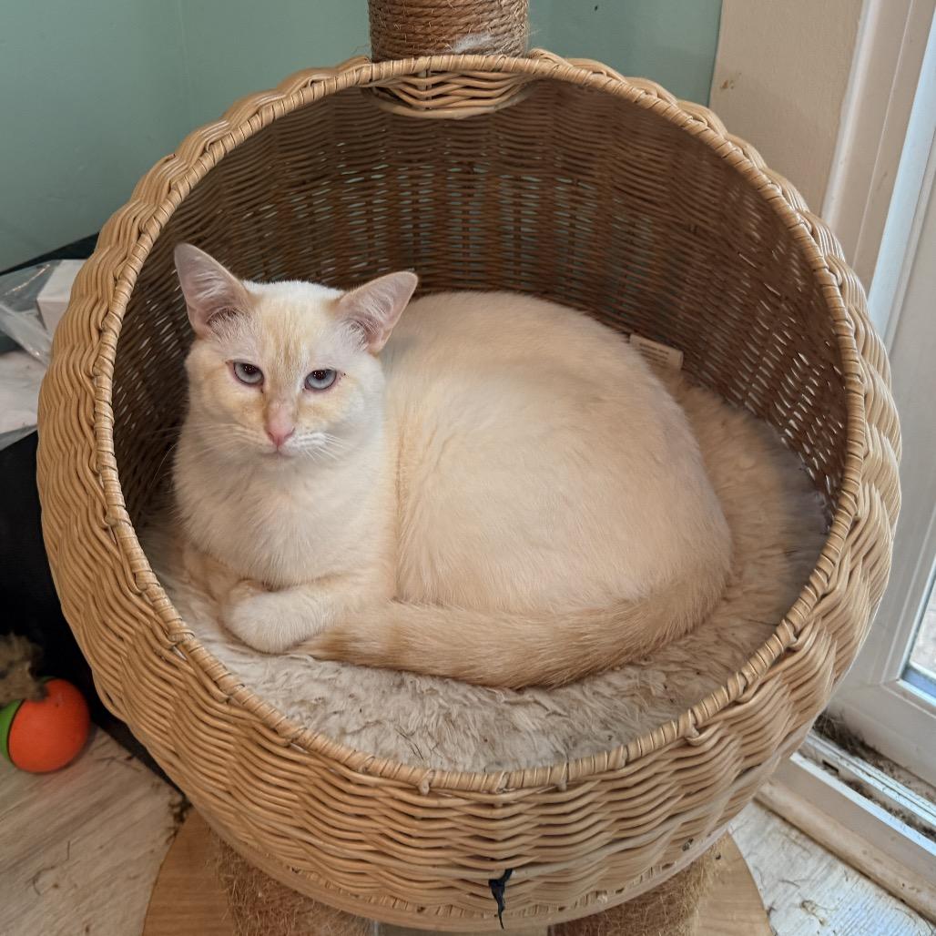 Simon, Adoptable, Young Male Siamese.