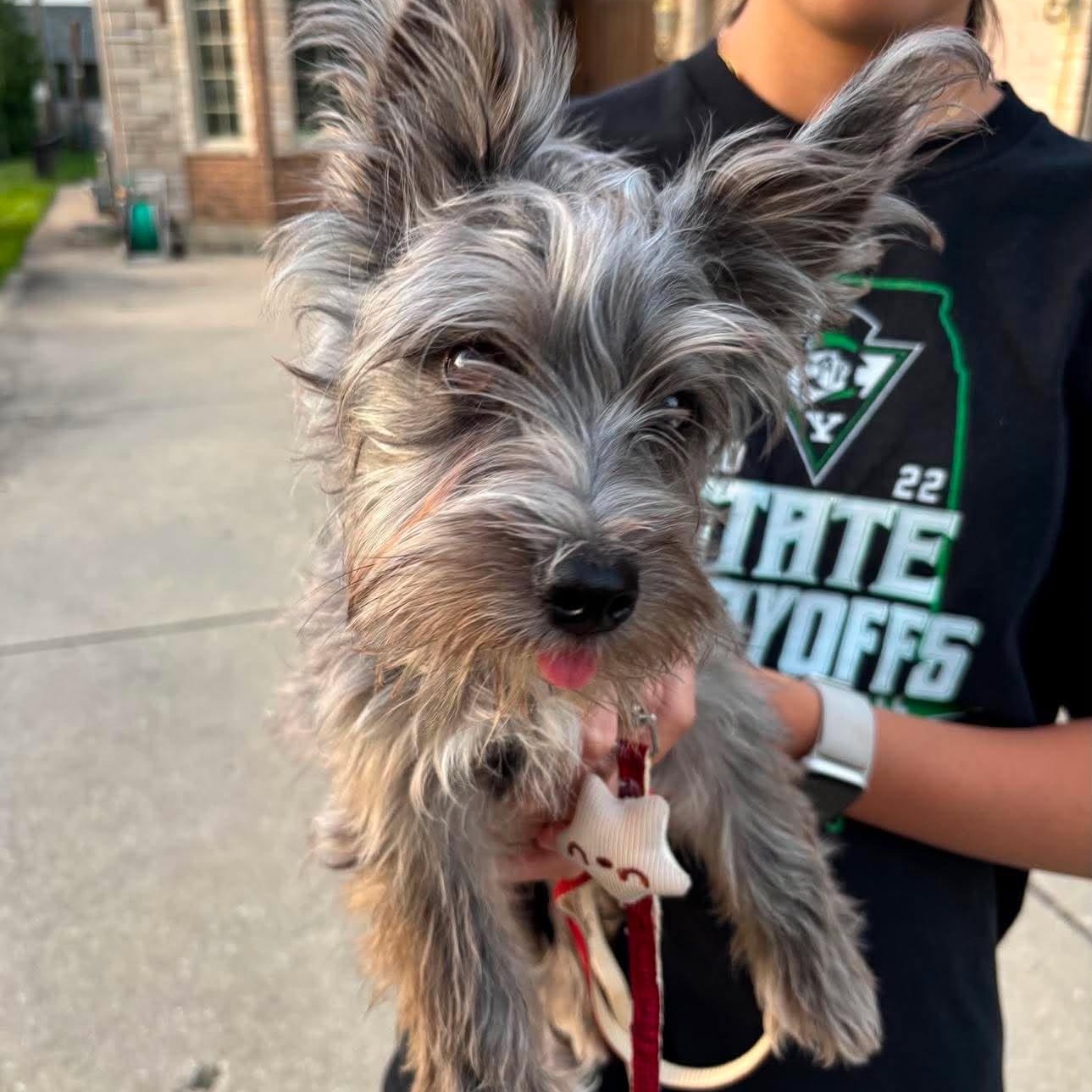 Heidi, adopted, Puppy Female Terrier.