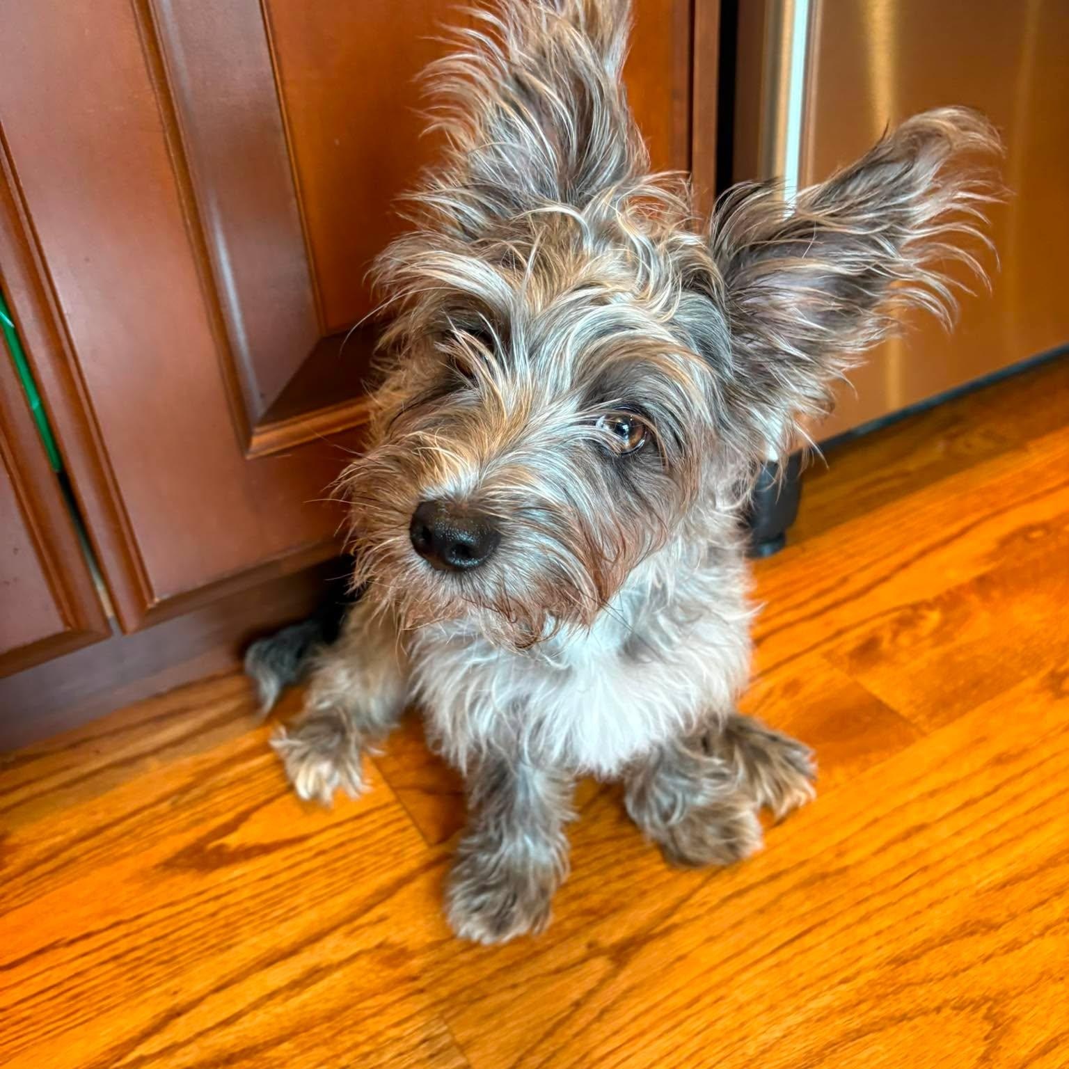 Enlarge Heidi, an adopted mixed breed in Homer Glen, IL image 3/6