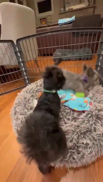 Enlarge Heidi, an adopted mixed breed in Homer Glen, IL video 6/6