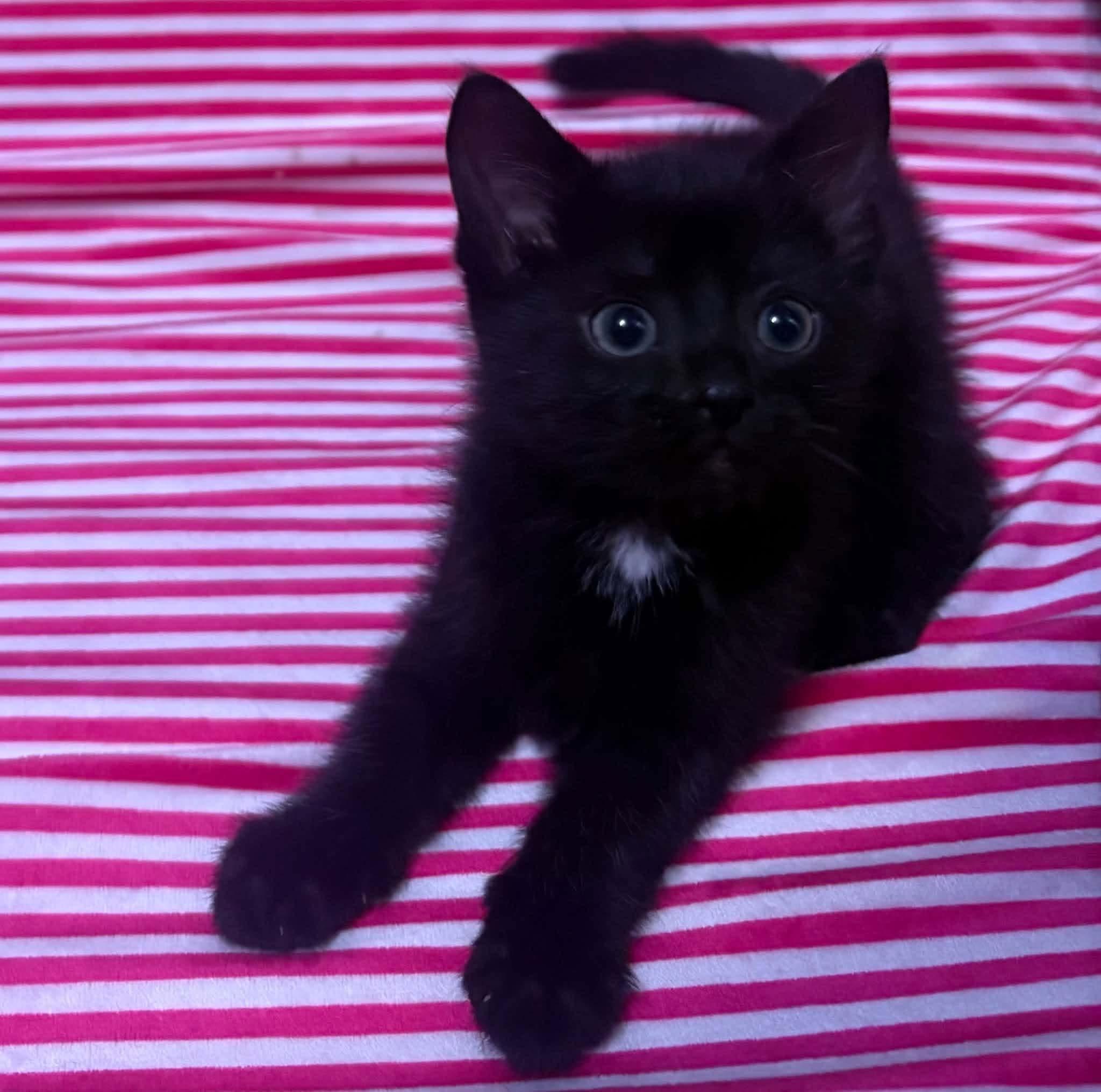 Enlarge FRENCH TOAST, a Adopted Domestic Short Hair in Tillsonburg, ON image 4/6