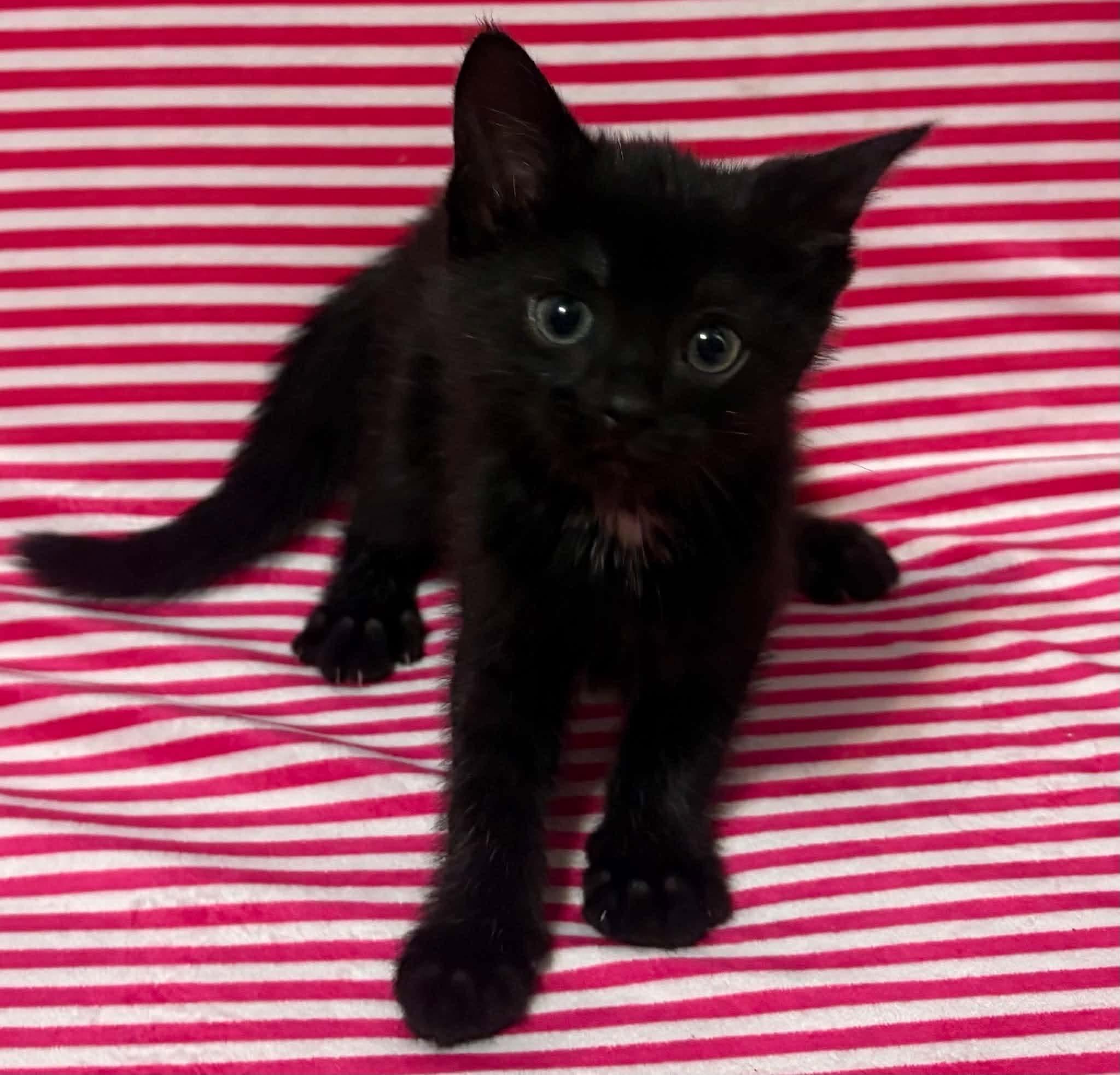 Enlarge FRENCH TOAST, a Adopted Domestic Short Hair in Tillsonburg, ON image 5/6