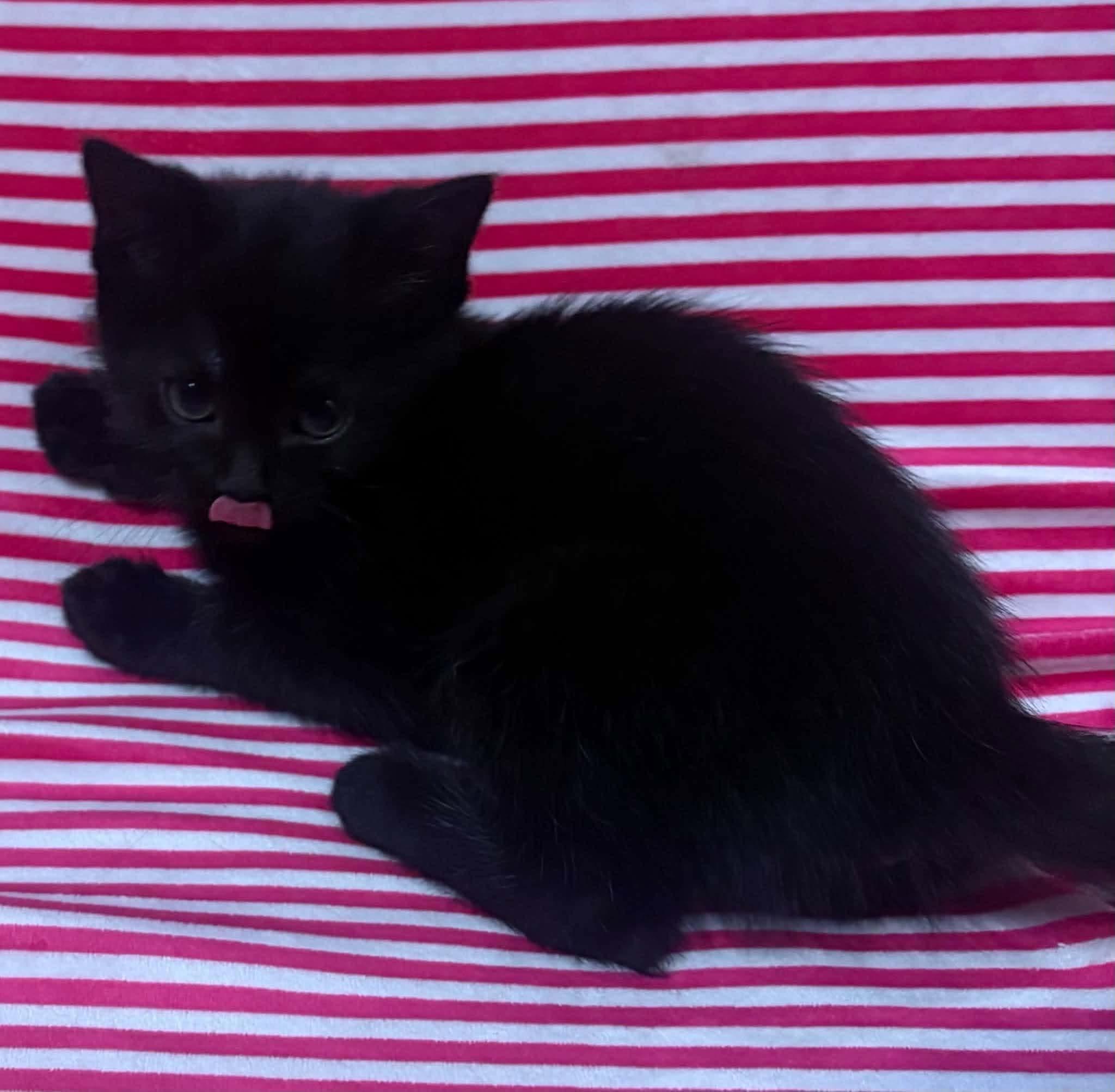 Enlarge FRENCH TOAST, a Adopted Domestic Short Hair in Tillsonburg, ON image 6/6