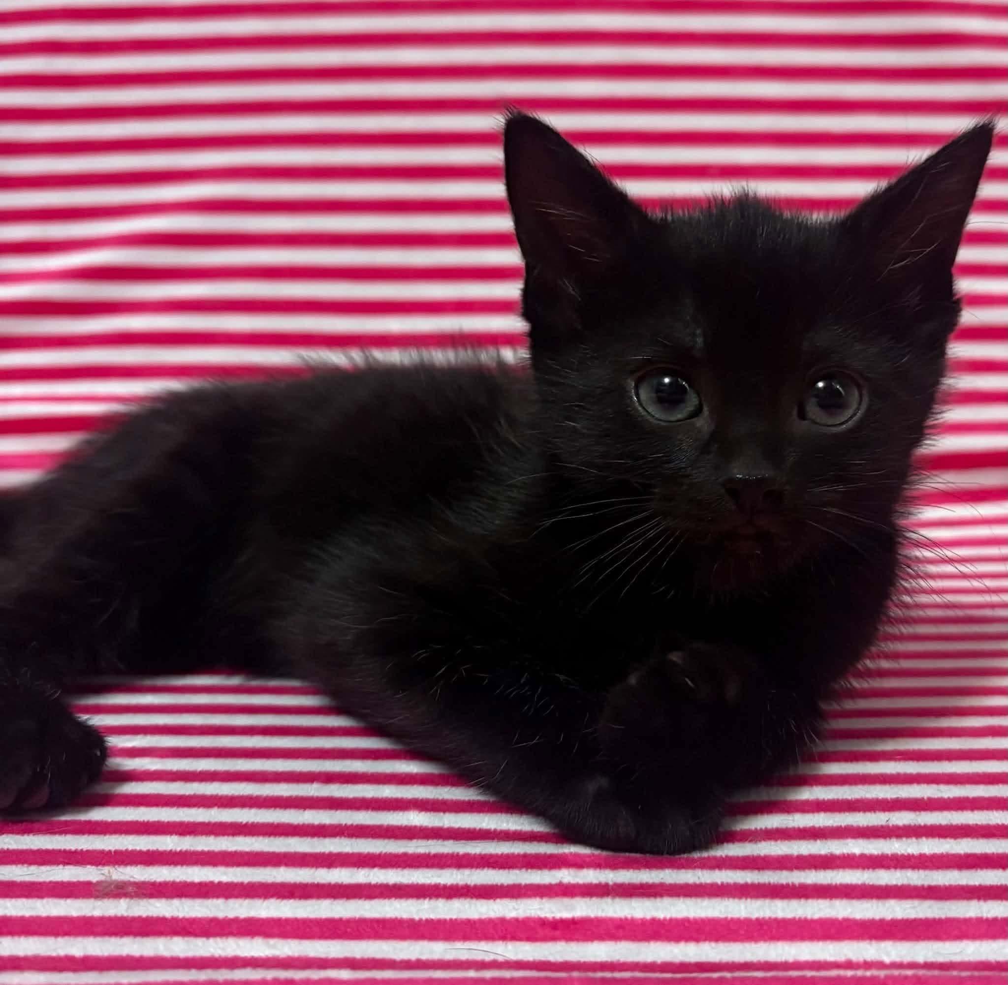Enlarge FRENCH TOAST, a Adopted Domestic Short Hair in Tillsonburg, ON image 2/6