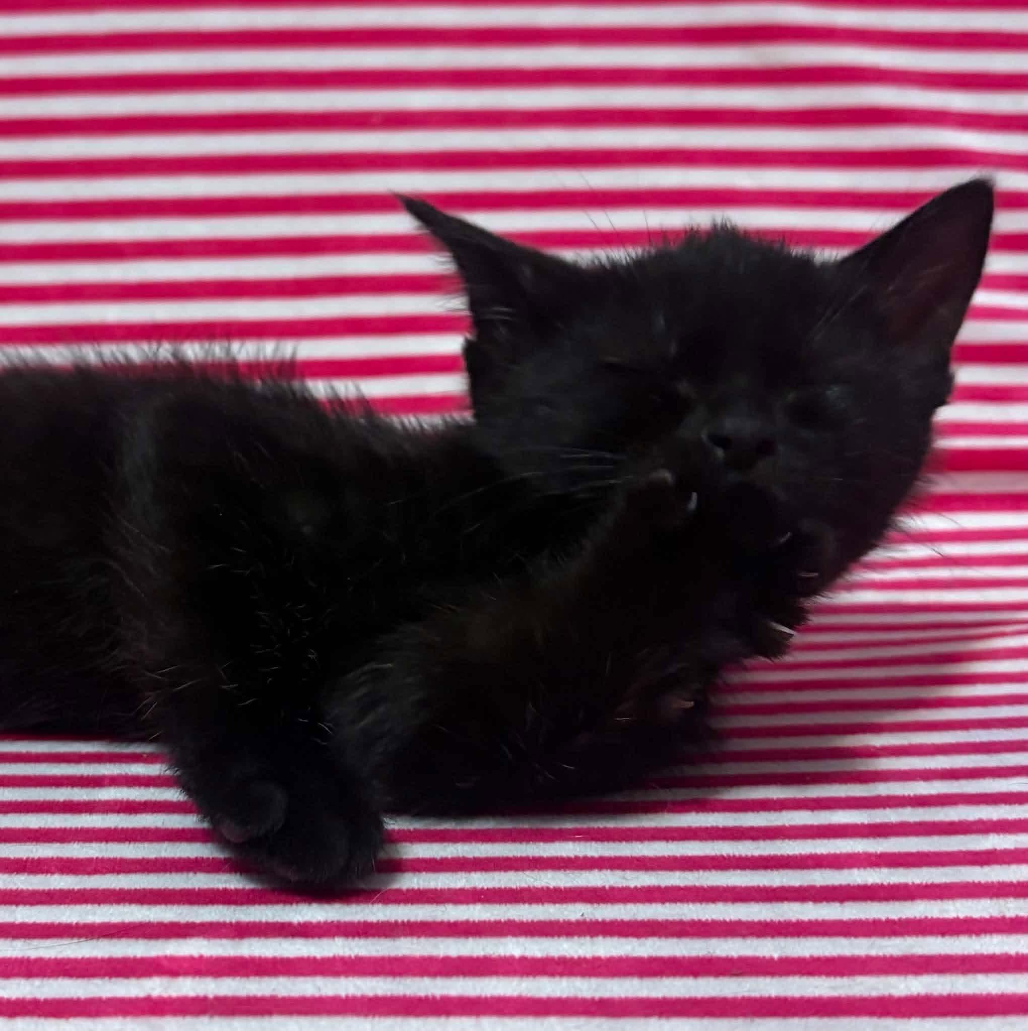 FRENCH TOAST, Adopted, Kitten Female Domestic Short Hair.