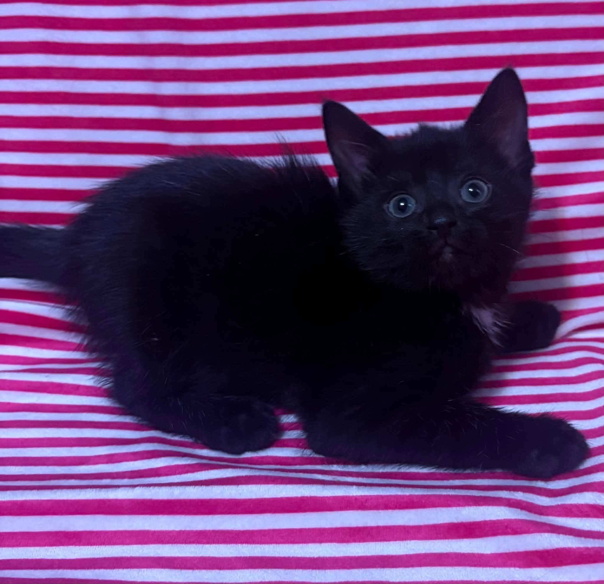 Enlarge FRENCH TOAST, a Adopted Domestic Short Hair in Tillsonburg, ON image 3/6