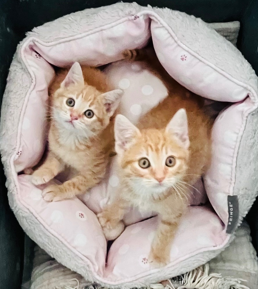 Enlarge Valentine Litter Angel (bonded w/Rose), a Adopted Domestic Short Hair in San Jose, CA image 1/4