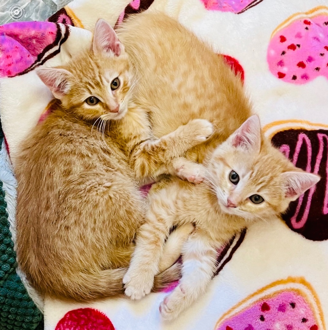 Enlarge Valentine Litter Angel (bonded w/Rose), a Adopted Domestic Short Hair in San Jose, CA image 2/4