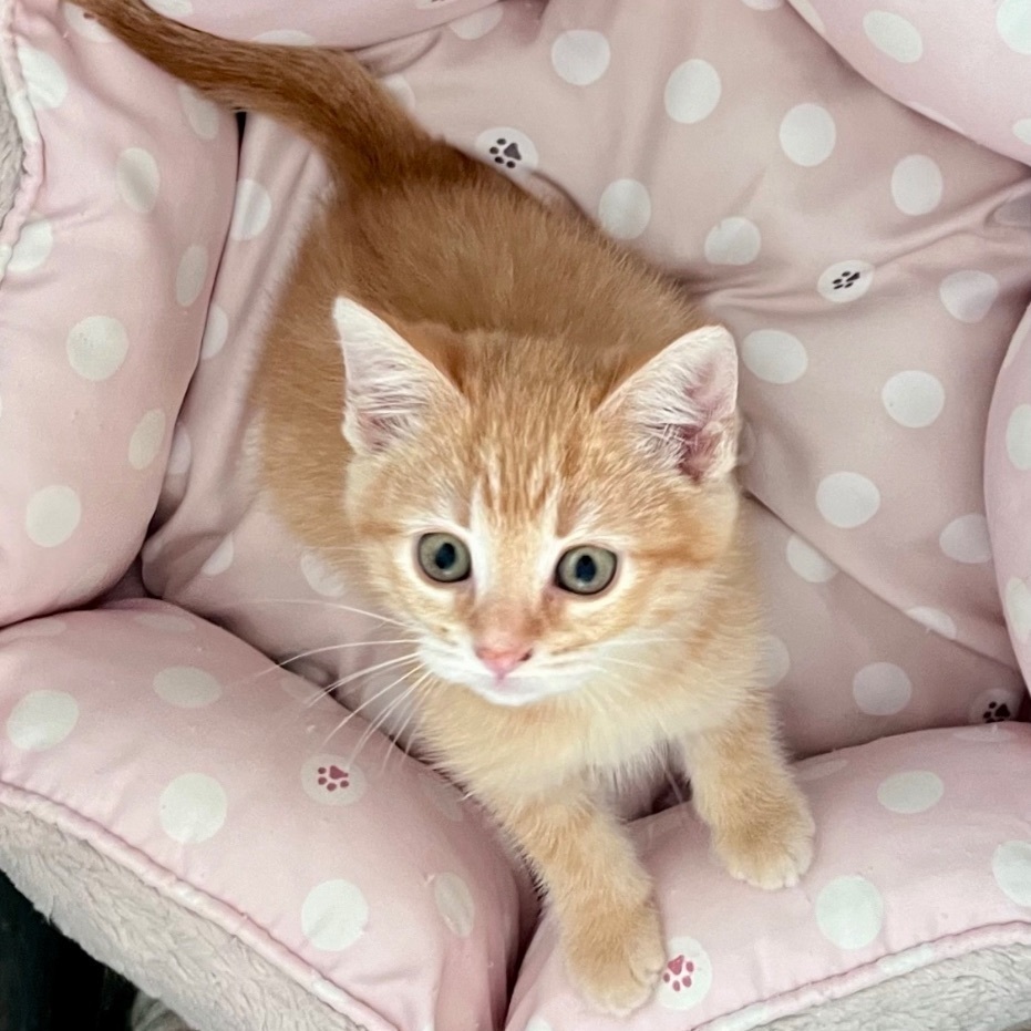 Enlarge Valentine Litter Angel (bonded w/Rose), a Adopted Domestic Short Hair in San Jose, CA image 3/4