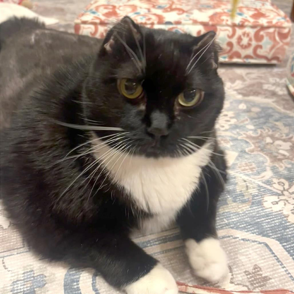 Enlarge Missy, a Adoptable Domestic Short Hair in Murray, UT image 1/4