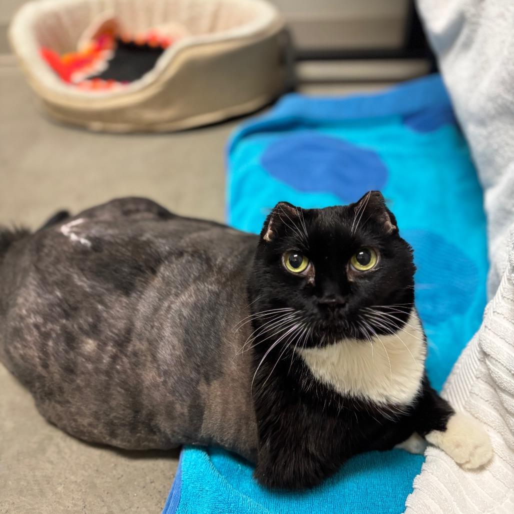 Enlarge Missy, a Adoptable Domestic Short Hair in Murray, UT image 2/4