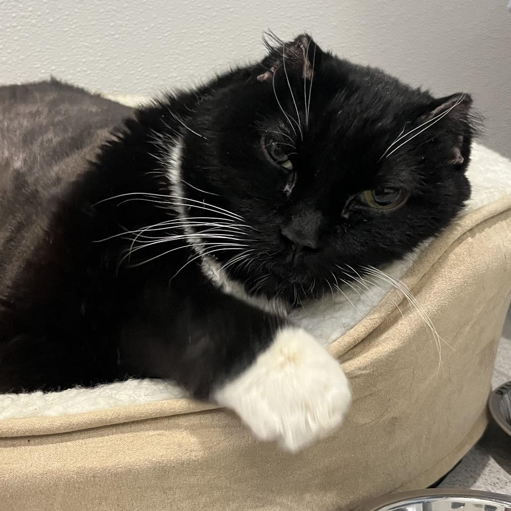 Enlarge Missy, a Adoptable Domestic Short Hair in Murray, UT image 3/4