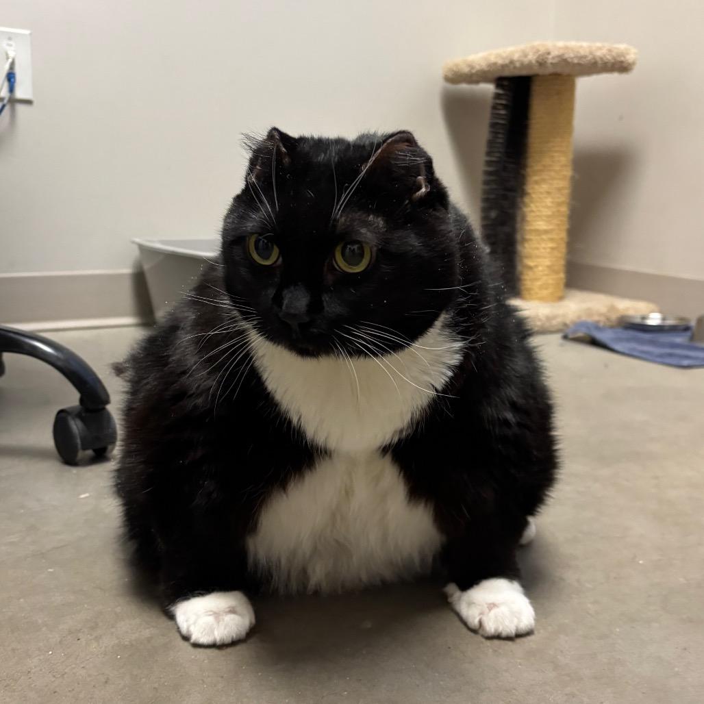 Enlarge Missy, a Adoptable Domestic Short Hair in Murray, UT image 4/4