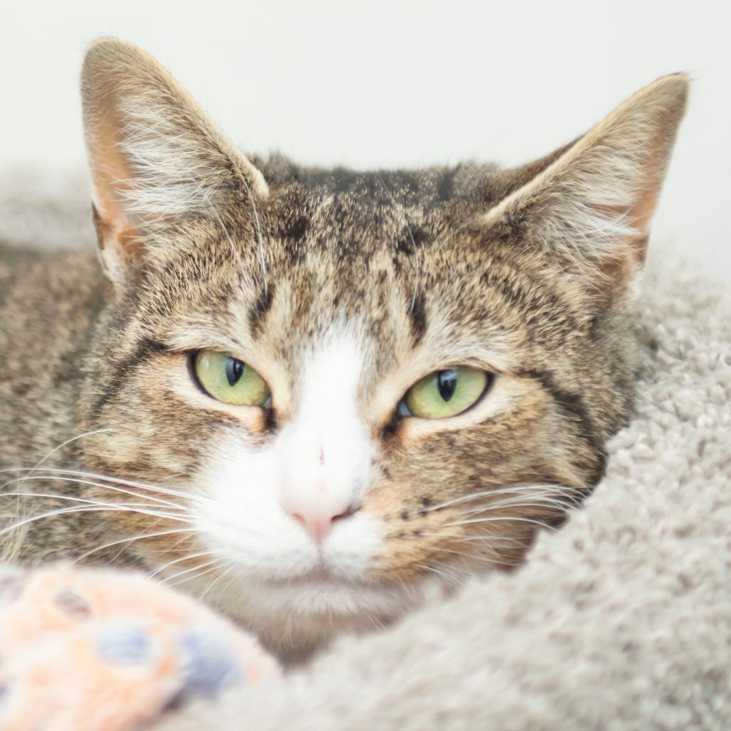 Enlarge Summer, a Adoptable Domestic Long Hair in Middletown, RI image 1/1