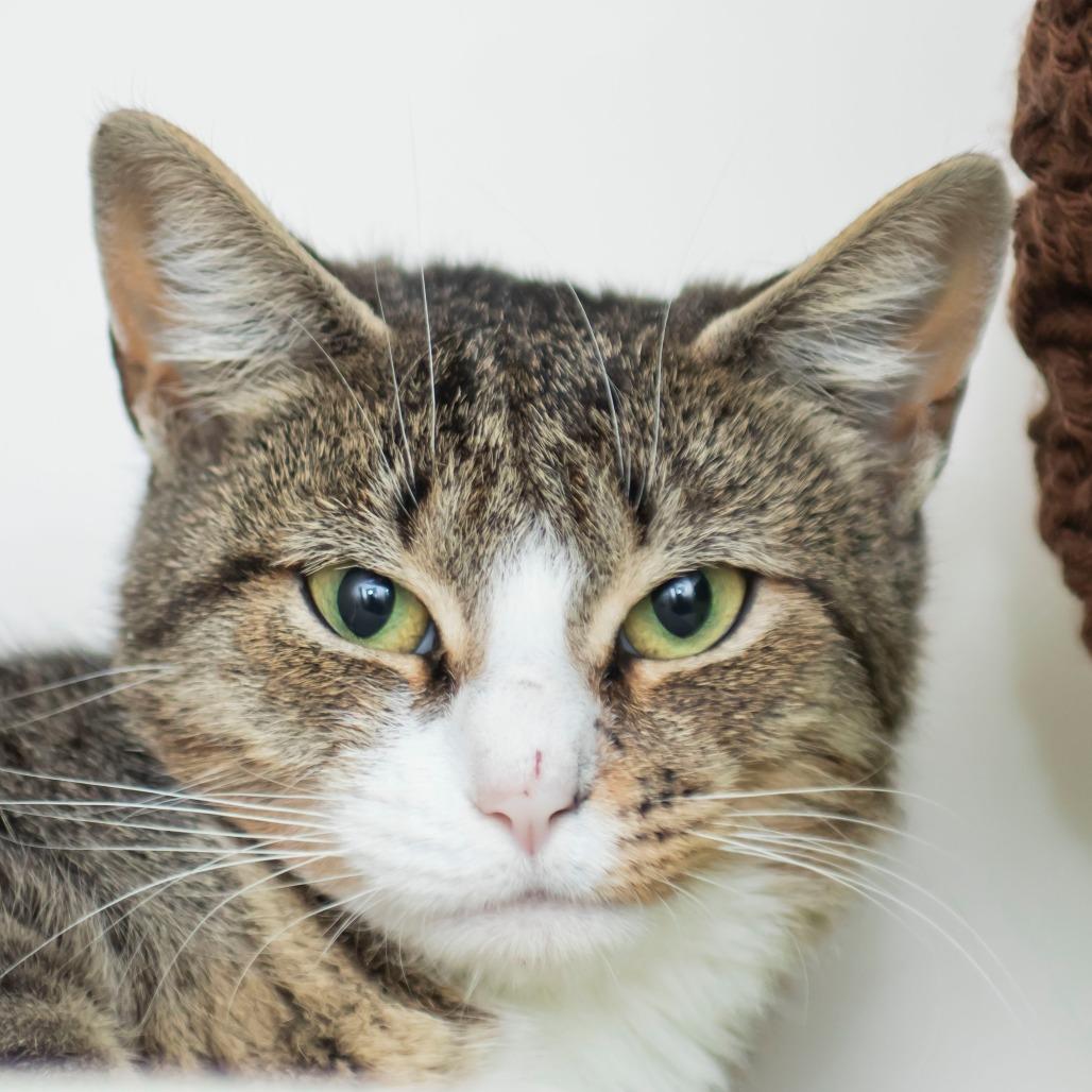 Enlarge Summer, a Adoptable Domestic Long Hair in Middletown, RI image 1/1