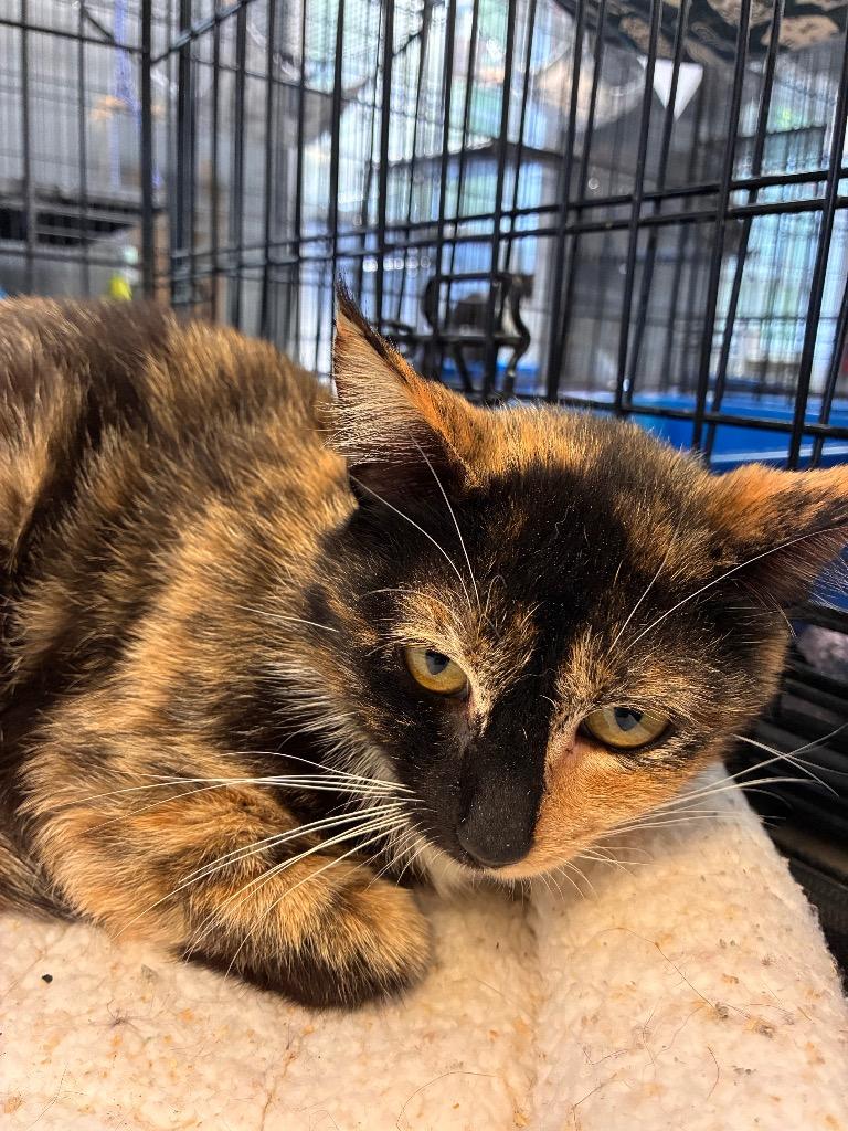 Enlarge CiCi, a ADOPTABLE Domestic Short Hair in Winnsboro, SC image 1/1