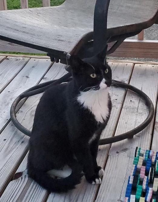 Thomas, Adoptable, Adult Male Domestic Short Hair.