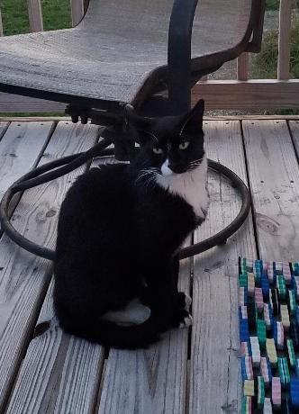 Enlarge Thomas, a Adoptable Domestic Short Hair in Kirkwood, DE image 2/2