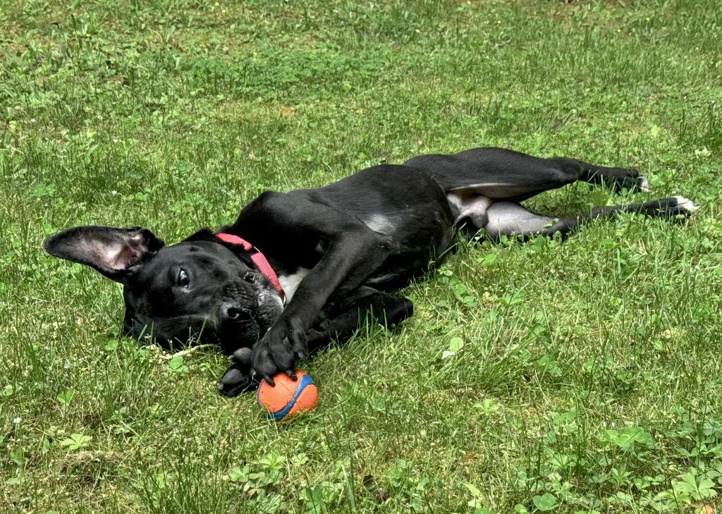 Enlarge Cole -LOCAL CT, a Adoptable mixed breed in Princeton, MA image 1/5