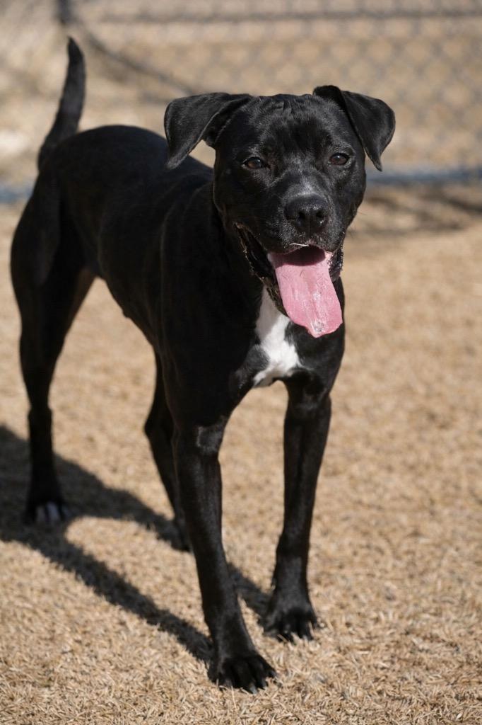 Cole, Adoptable, Young Male Pit Bull Terrier.