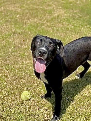 Enlarge Cole, a Adoptable mixed breed in Princeton, MA image 2/6