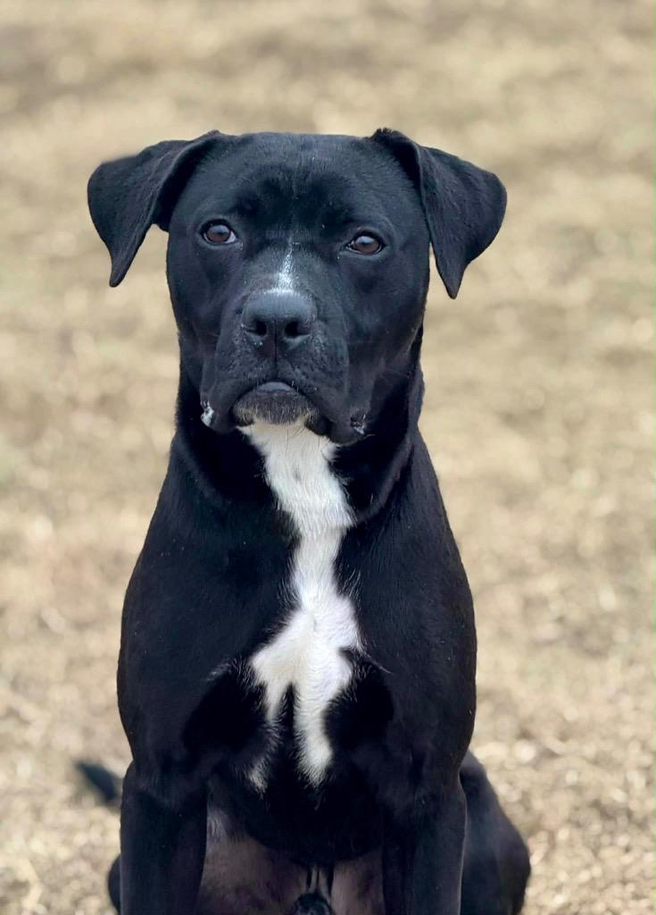 Enlarge Cole, a Adoptable mixed breed in Princeton, MA image 3/6