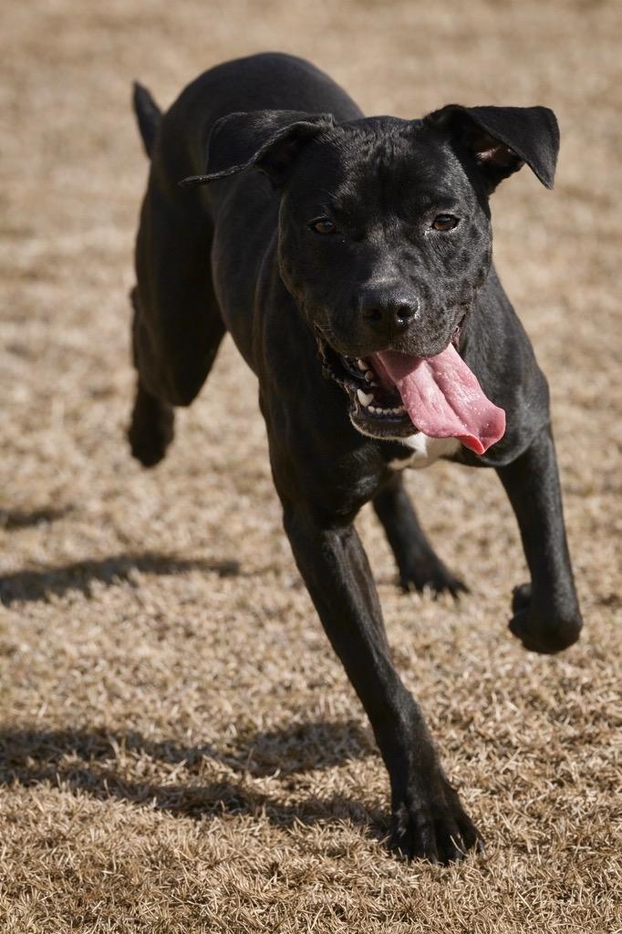 Enlarge Cole, a Adoptable mixed breed in Princeton, MA image 3/5