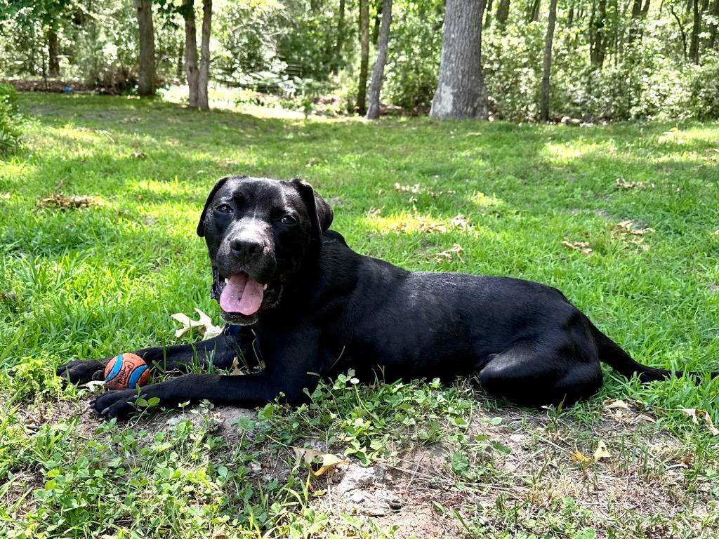 Enlarge Cole -LOCAL CT, a Adoptable mixed breed in Princeton, MA image 2/5