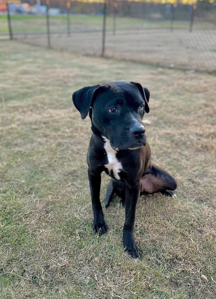 Enlarge Cole, a Adoptable mixed breed in Princeton, MA image 4/5