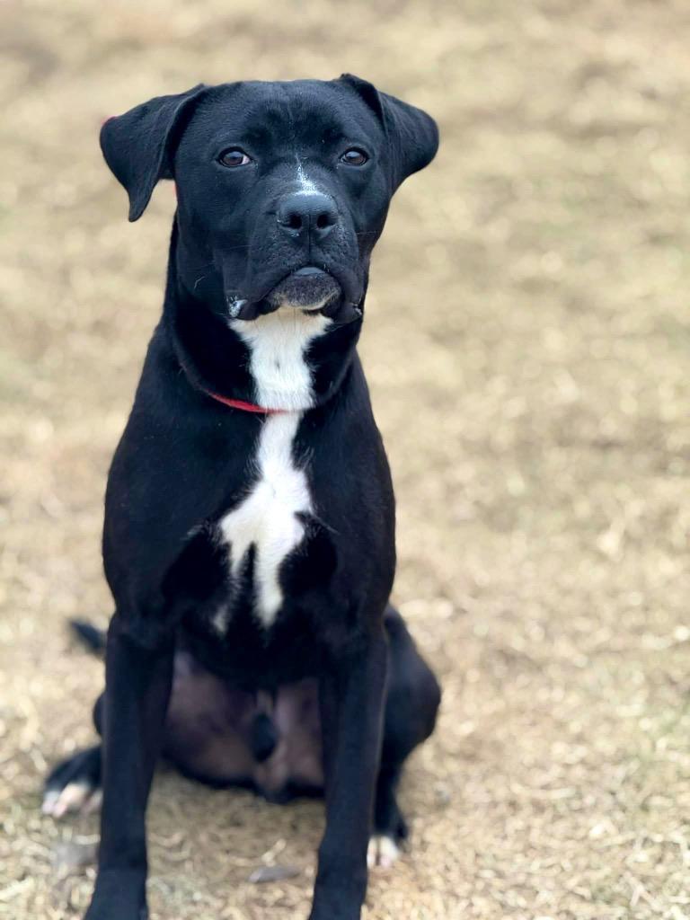 Enlarge Cole, a Adoptable mixed breed in Princeton, MA image 5/6