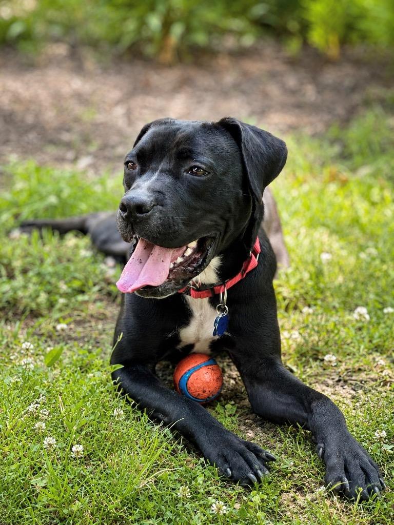 Enlarge Cole -LOCAL CT, a Adoptable mixed breed in Princeton, MA image 3/5