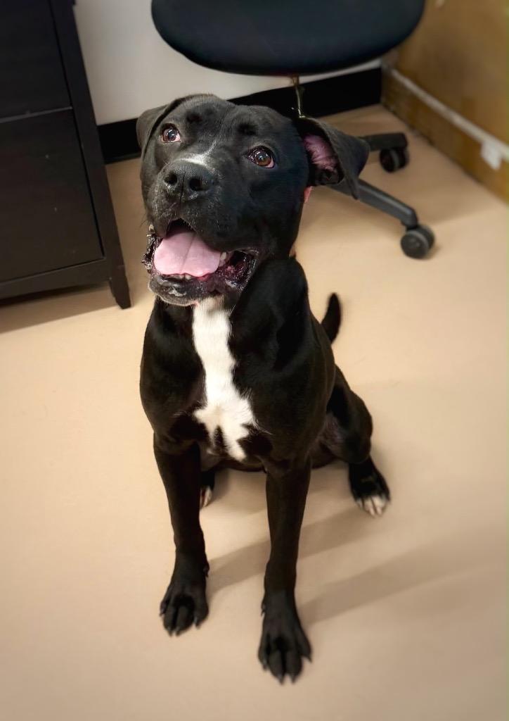 Enlarge Cole, a Adoptable mixed breed in Princeton, MA image 6/6