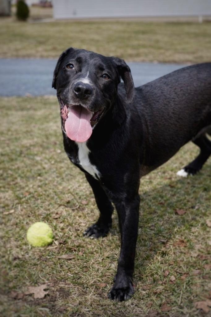 Enlarge Cole, a Adoptable mixed breed in Princeton, MA image 5/5