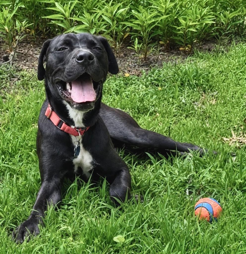 Enlarge Cole -LOCAL CT, a Adoptable mixed breed in Princeton, MA image 4/5