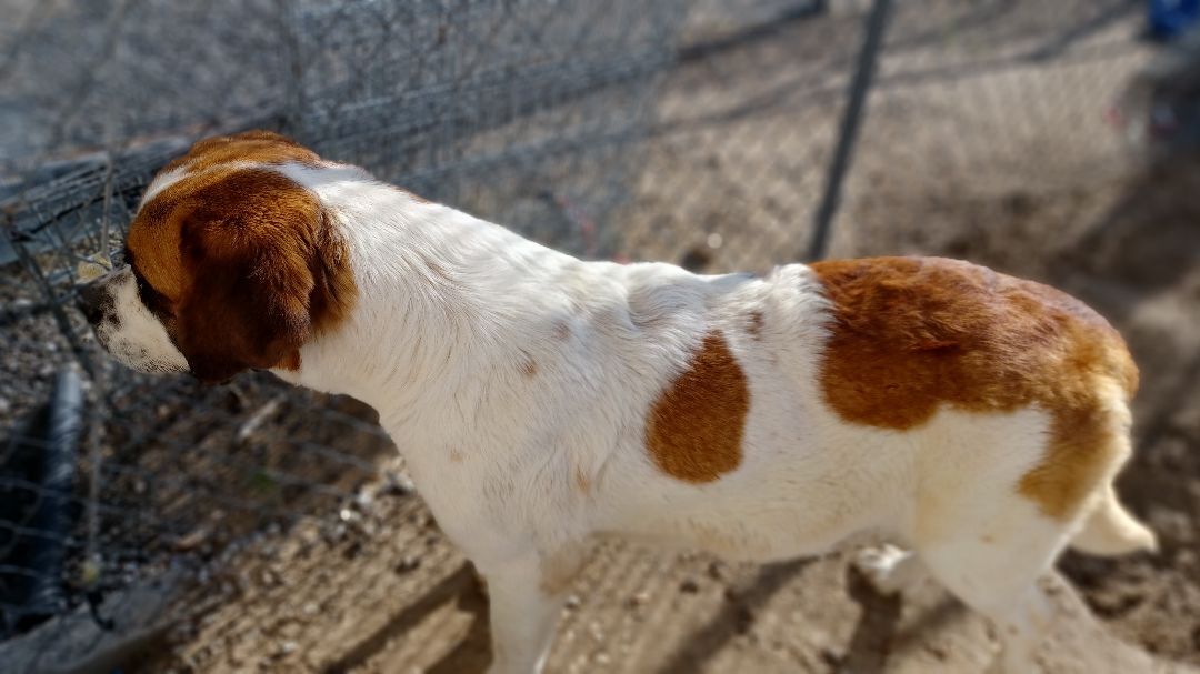 Chloe, Adoptable, Young Female Saint Bernard.