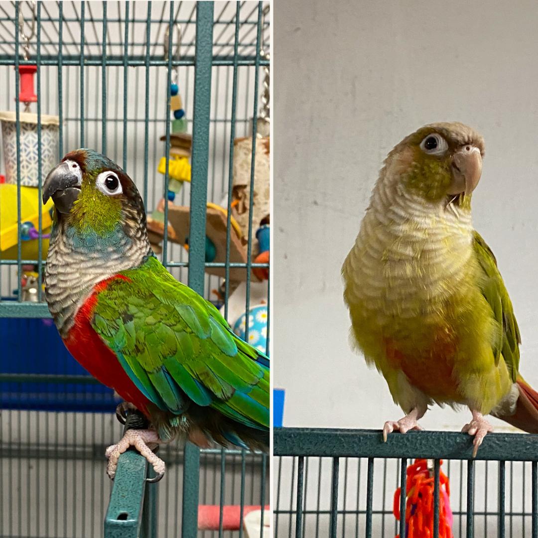 Enlarge Archie and Ruby, a Adoptable Conure in Cape Elizabeth, ME image 2/6