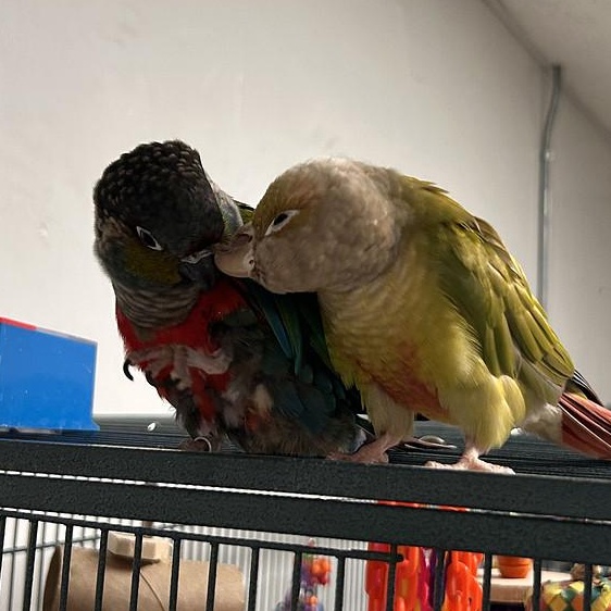 Enlarge Archie and Ruby, a Adoptable Conure in Cape Elizabeth, ME image 3/6