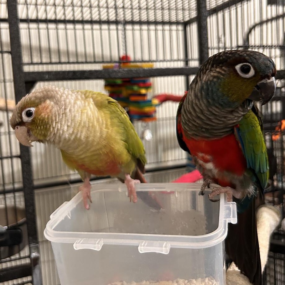 Enlarge Archie and Ruby, a Adoptable Conure in Cape Elizabeth, ME image 4/6