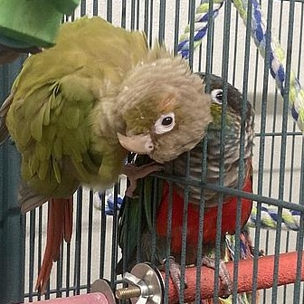 Enlarge Archie and Ruby, a Adoptable Conure in Cape Elizabeth, ME image 6/6