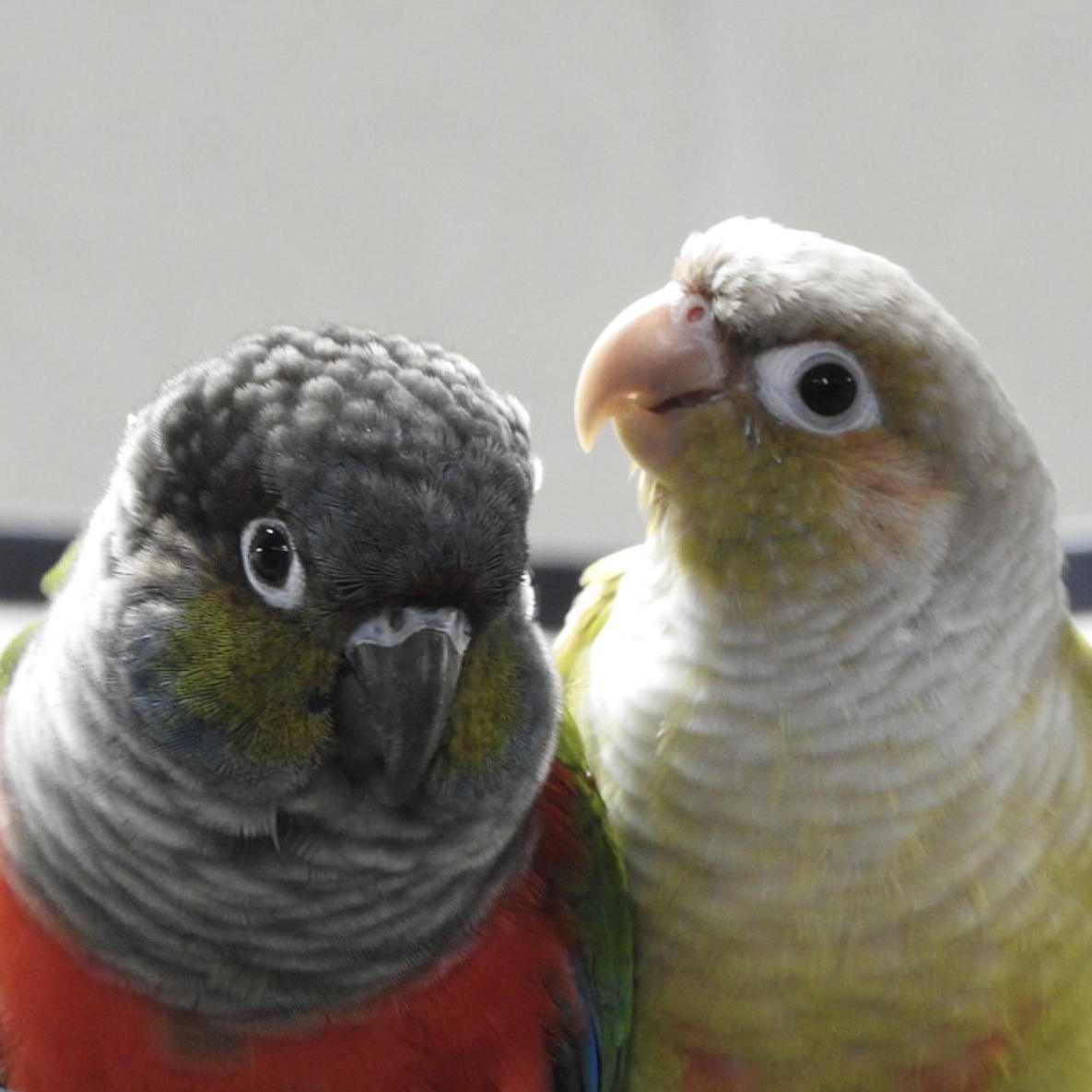 Enlarge Archie and Ruby, a Adoptable Conure in Cape Elizabeth, ME image 1/6