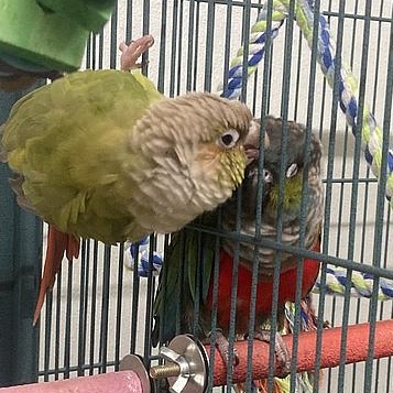 Enlarge Archie and Ruby, a Adoptable Conure in Cape Elizabeth, ME image 5/6