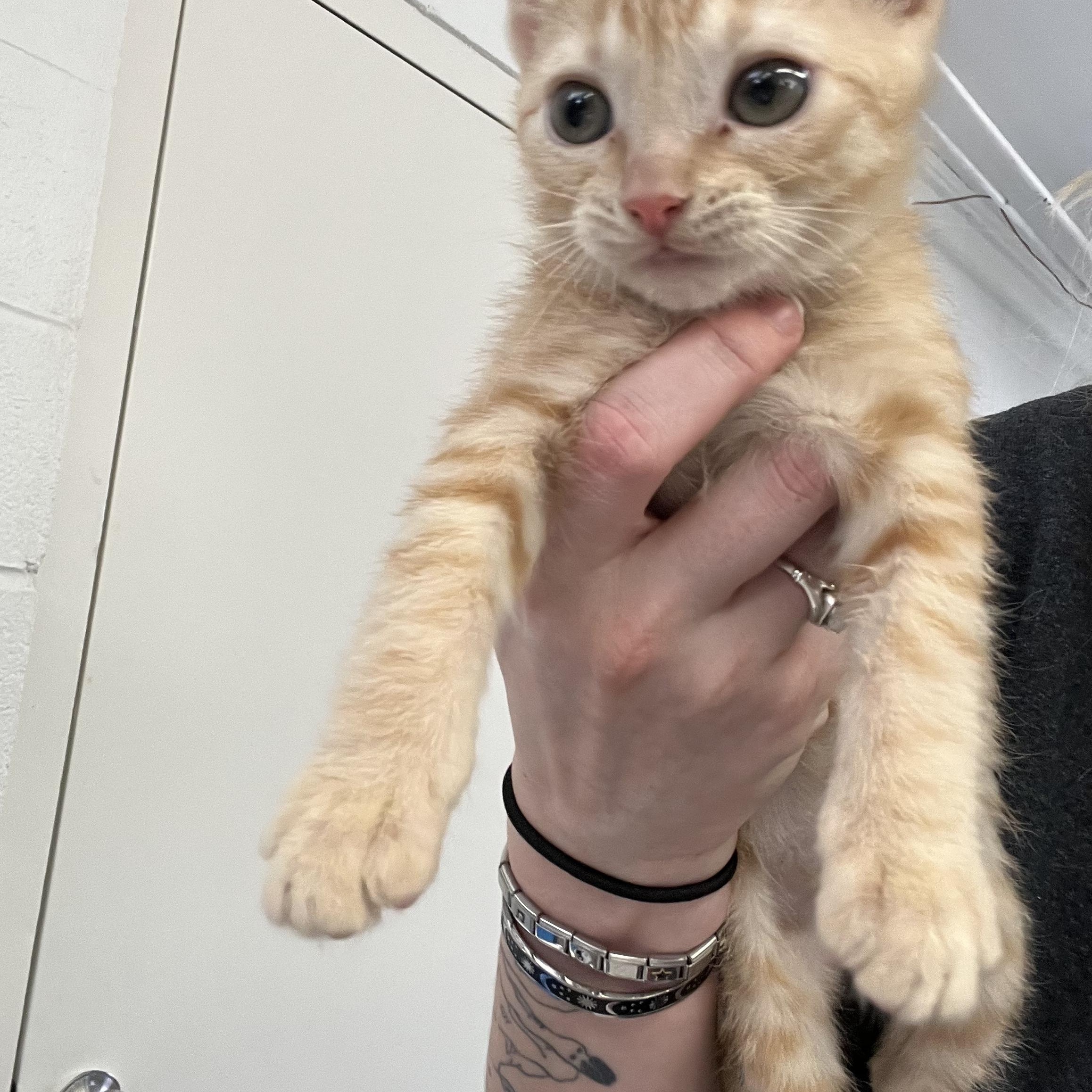 Ginger, an adopted mixed breed in Mount Pleasant, MI image 2/2