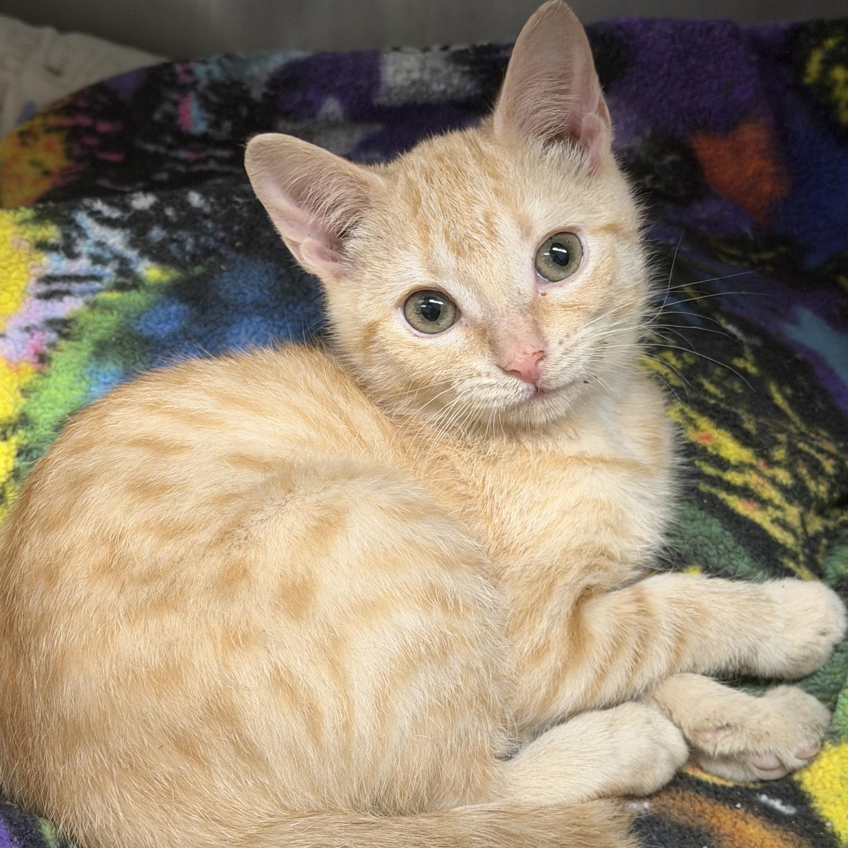 Ginger, adopted, Kitten Male Domestic Short Hair.