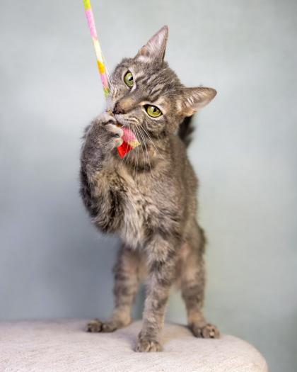 Zombie, Adoptable, Adult Male Domestic Short Hair & Domestic Short Hair.