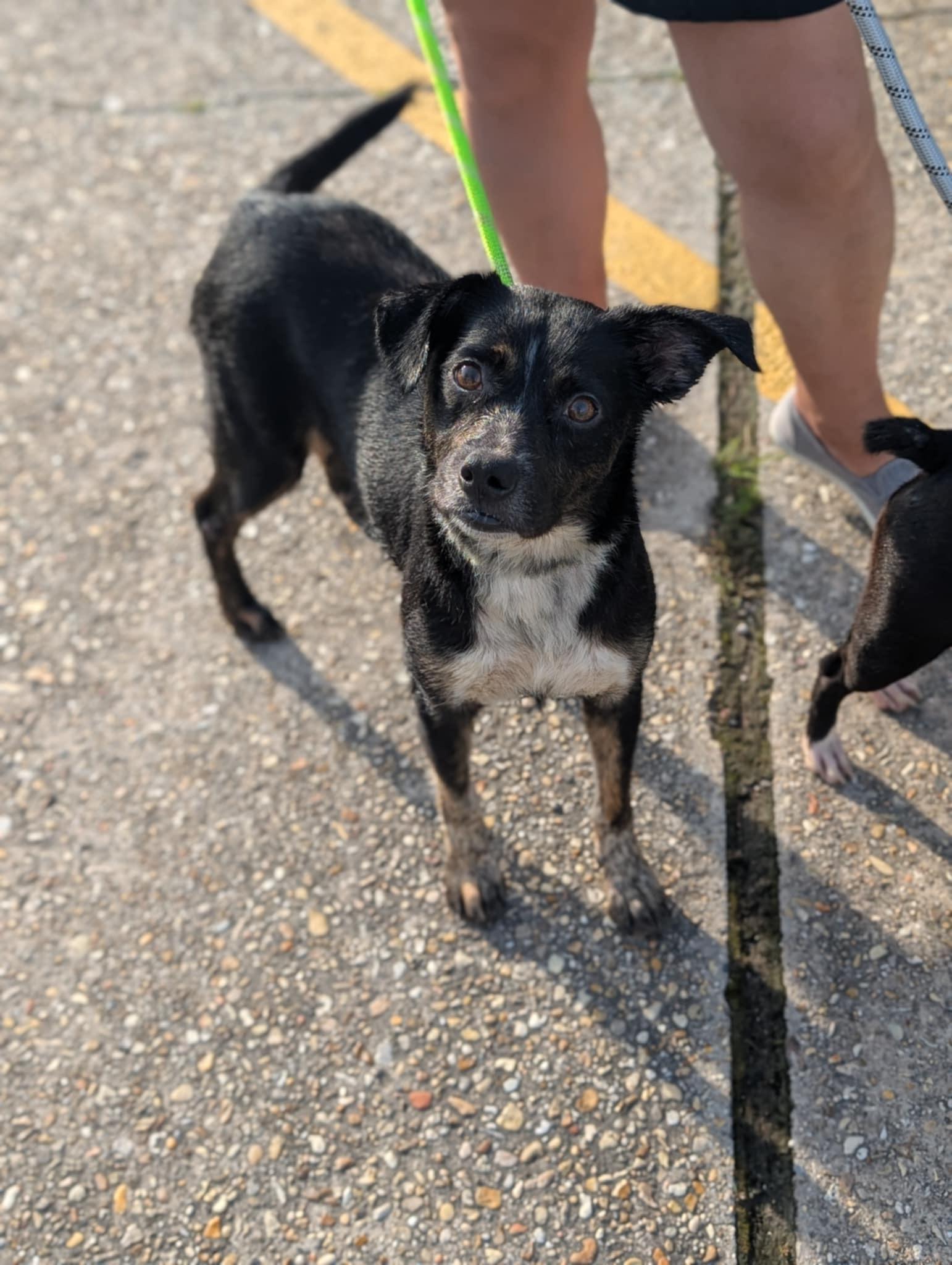 Gemma, Adoptable, Adult Female Labrador Retriever & Beagle.