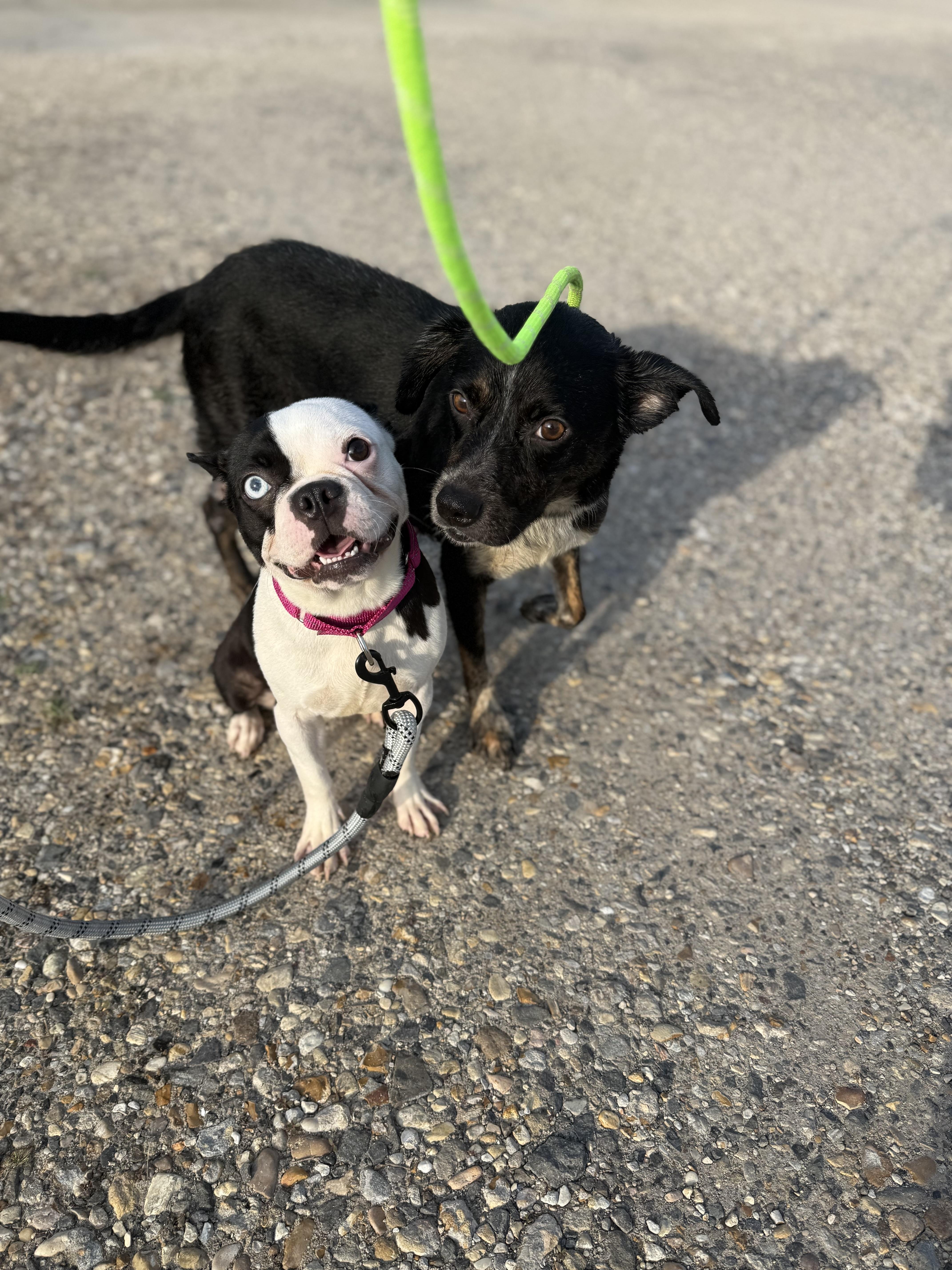 Gemma, a Adoptable mixed breed in Baton Rouge, LA image 2/5