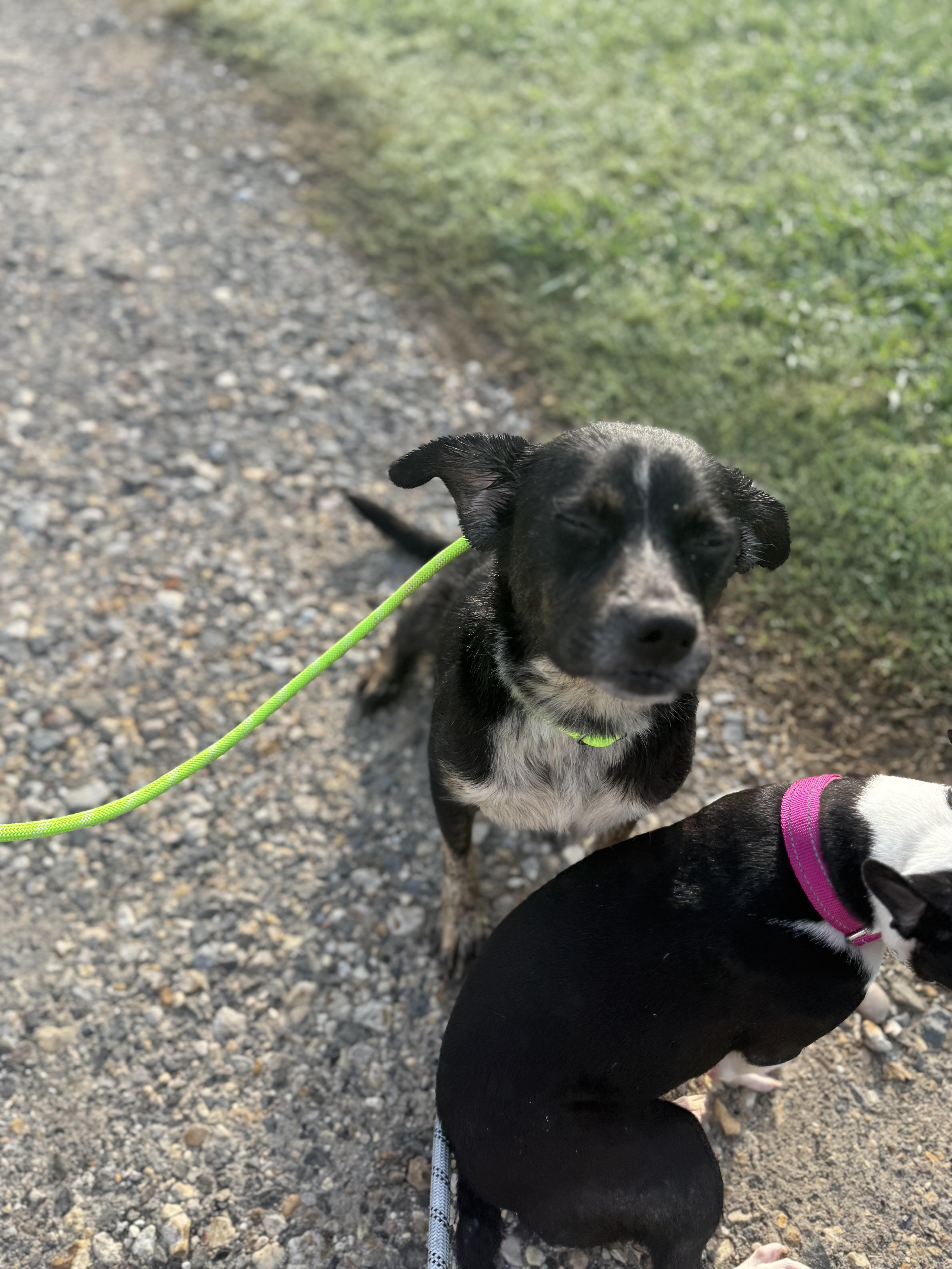 Gemma, a Adoptable mixed breed in Baton Rouge, LA image 3/5