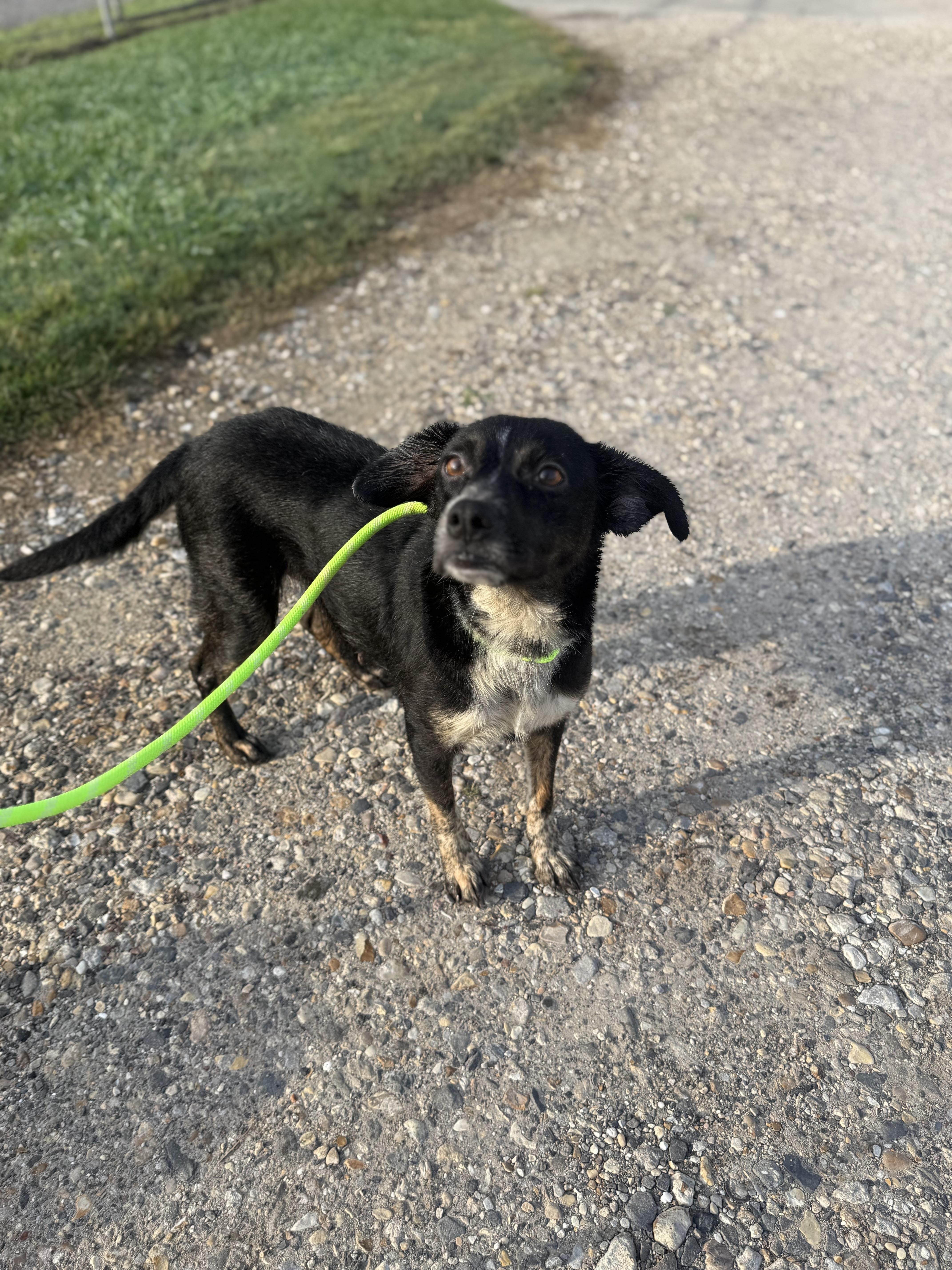 Gemma, a Adoptable mixed breed in Baton Rouge, LA image 4/5