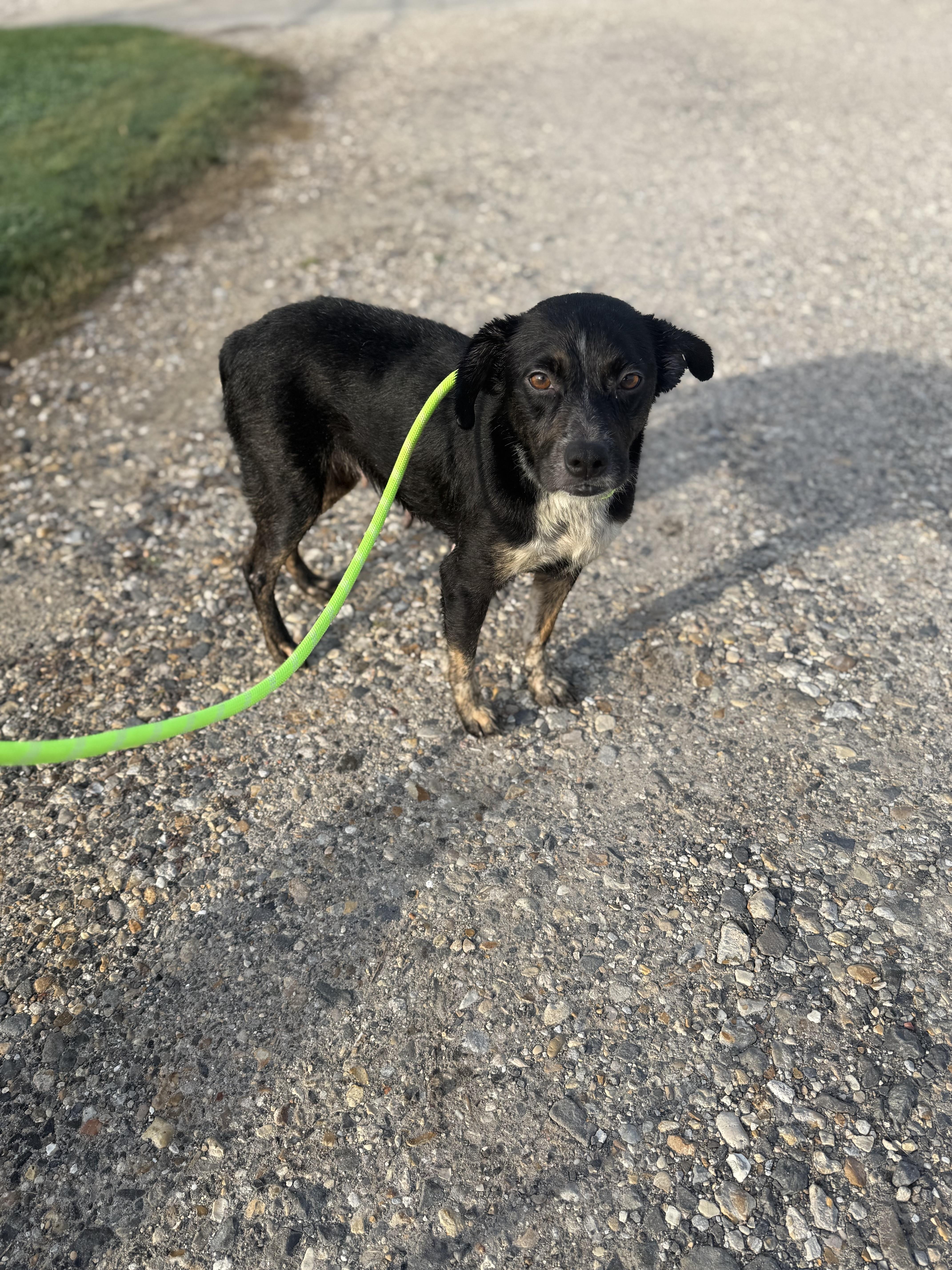 Gemma, a Adoptable mixed breed in Baton Rouge, LA image 5/5